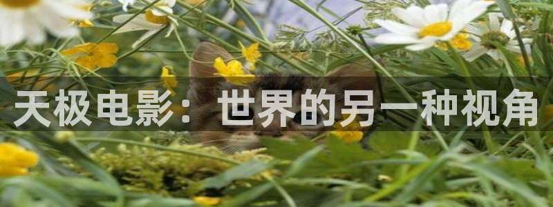 樱花视频高清版